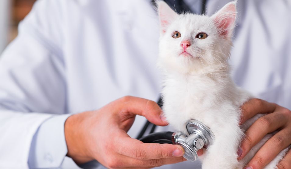 Travel-Free Vet Visits: Why Mobile Care Reduces Stress for Pets
