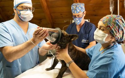 Emergency Preparedness for Pet & Livestock Owners