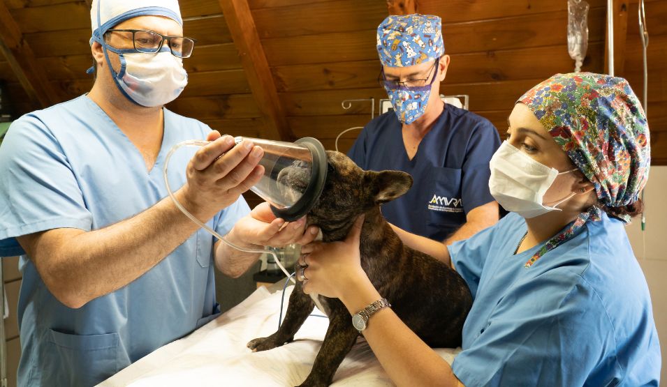 Emergency Preparedness for Pet & Livestock Owners