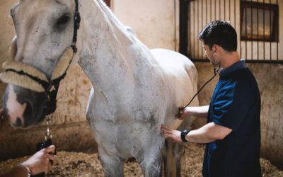 Seasonal Health Checks: Protecting Your Animals Year-Round