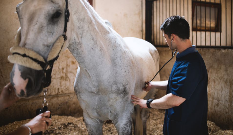 Seasonal Health Checks: Protecting Your Animals Year-Round