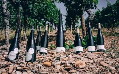 From Vine to Glass: Understanding the Wine-Making Process