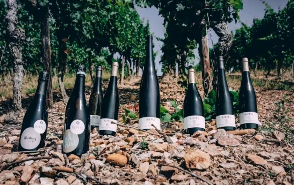 From Vine to Glass: Understanding the Wine-Making Process